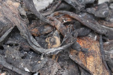 Bitki gübrelerinde kullanılan kurumuş muz kabukları..