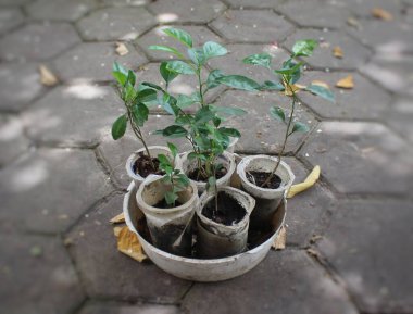 Kullanılmış plastik bardaklara ekilmiş portakal tohumlarının seçici odak noktası. Dost canlısı ya da çevreye değer veren.