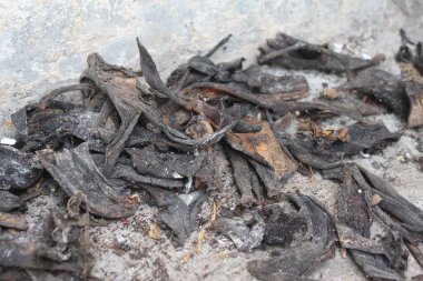 Bitki gübrelerinde kullanılan kurumuş muz kabukları..