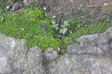 Avlu duvarında büyüyen yosunların seçici odağı.