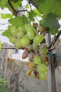 Üzümlerin bir kısmı çürümüş ve meyve yarılmış. Bahçede yetişen üzümler.