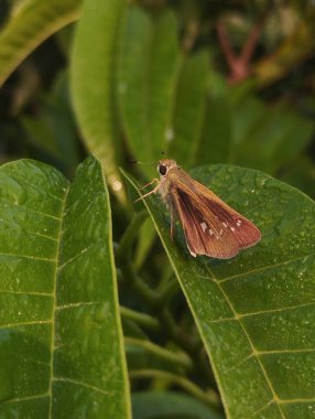 Yaprağın üzerinde dinlenen kelebek.