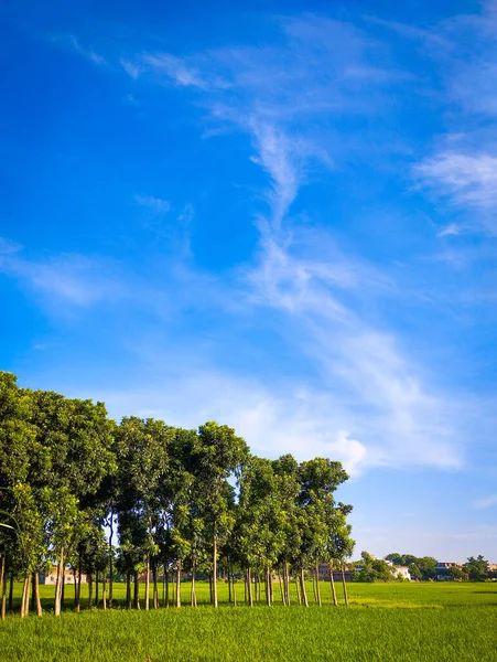 Μπλε Ουρανό Φόντο Και Πράσινα Δέντρα — Φωτογραφία Αρχείου