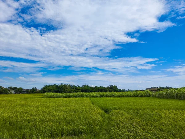Blue Sky Background Green Grasses — Stock Photo, Image