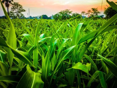 Fresh green Maize leaf in the agricultural field in morning click 