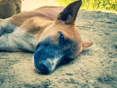 Kamera karşısında üzgün bir köpek.