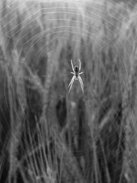 Geest Spider Wep Close — Stockfoto