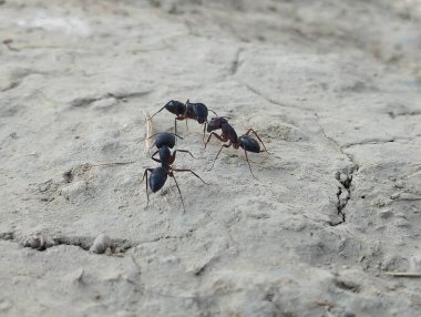 Üç karınca yaklaşıyor.
