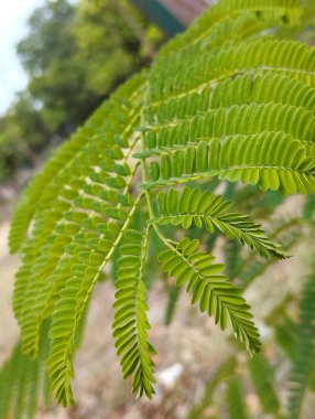Bahçede taze yeşil yapraklar var.