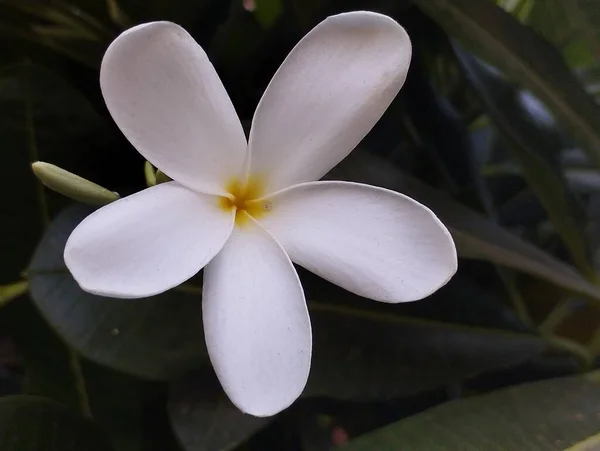 Friss Fehér Virág Kertben — Stock Fotó