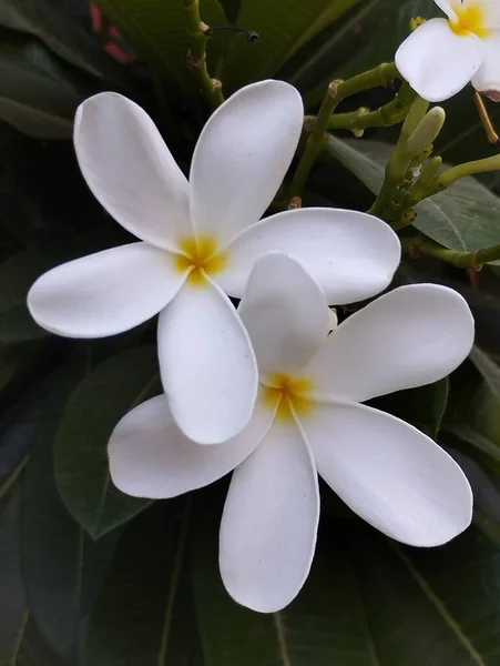 Świeże Białe Kwiaty Ogrodzie — Zdjęcie stockowe