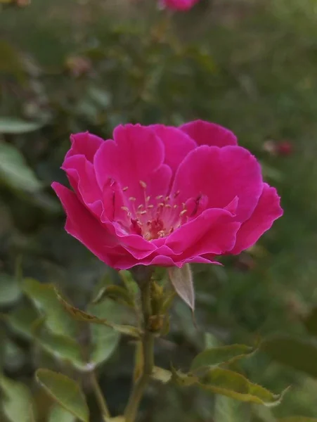 Świeży Różowy Kwiat Róży Ogrodzie — Zdjęcie stockowe