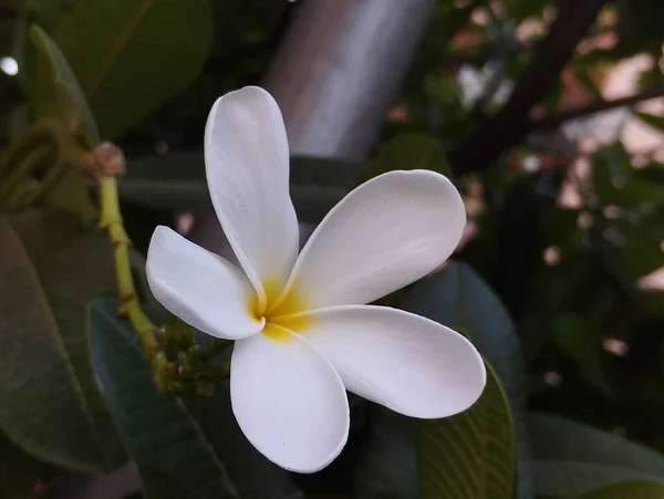 花园里新鲜的白花 — 图库照片