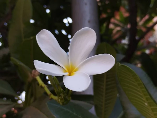 Świeże Białe Kwiaty Ogrodzie — Zdjęcie stockowe
