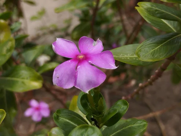 Ροζ Βιγκών Λουλούδι Στον Κήπο — Φωτογραφία Αρχείου