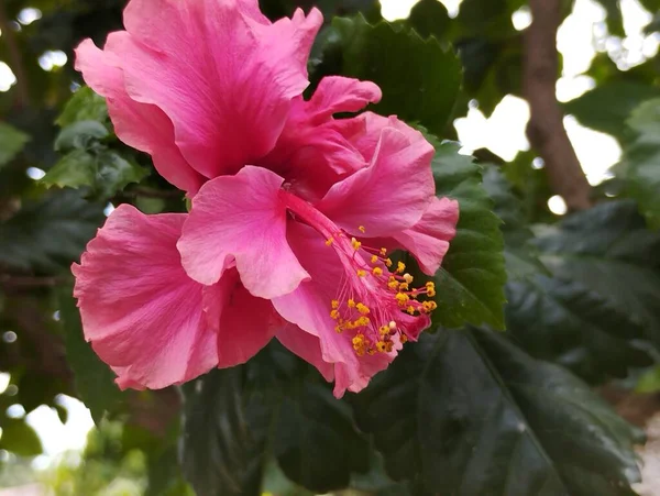 Kwiat Hibiskusa Ogrodzie Bliska — Zdjęcie stockowe