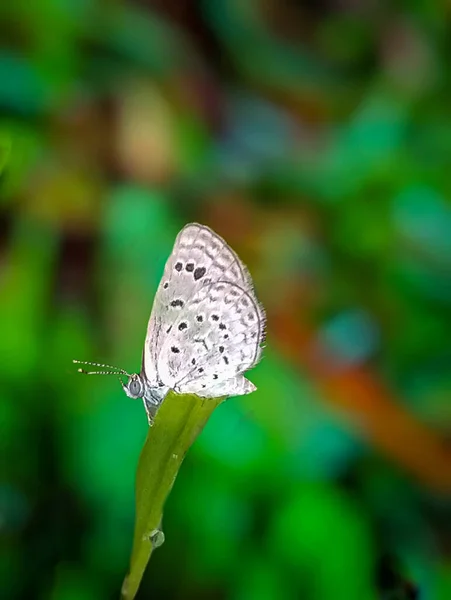 Ein Kleiner Schmetterling Der Auf Blatt Ruht — Stockfoto