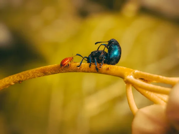딱정벌레 마리와 마리가 — 스톡 사진