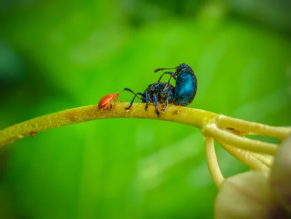 딱정벌레 마리와 마리가 — 스톡 사진