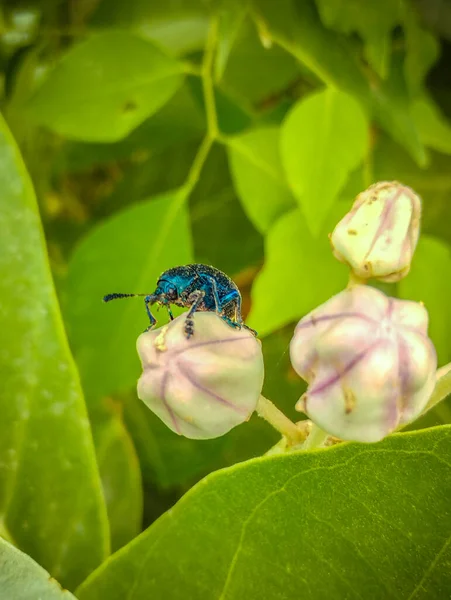 Coléoptère Bleu Sucer Tête Fleur Dans Jardin — Photo