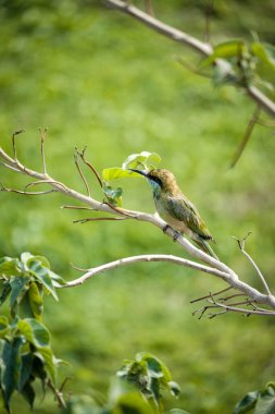 Güzel bir kuş resmi.