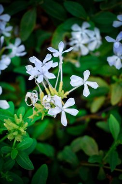 Bahçedeki güzel renkli çiçeklerin resmi. 