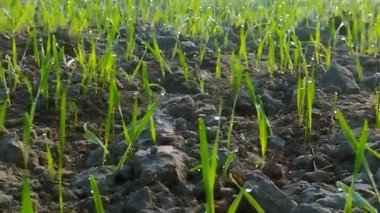 Buğday bitkilerinin yakın çekim videosu 