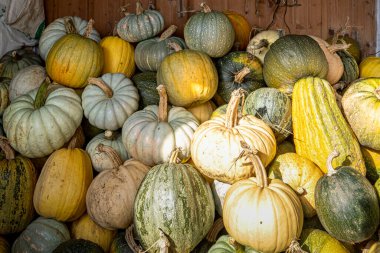 Taze toplanmış balkabağı çeşitleri depoda bulunur. Geleneksel olarak çöl, çorba vs. hazırlamak için kullanılan balkabakları.