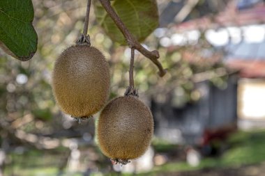 Kivi toplama mevsimi. Kivi ağacının üzerinde büyük meyve kümeleriyle Kivi..