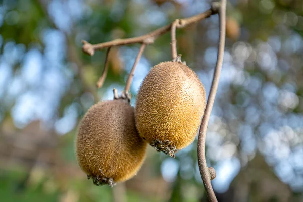 Kiwi Picking Season Kiwi Kiwi Tree Plantation Huge Clusters Fruits — Stock Photo, Image