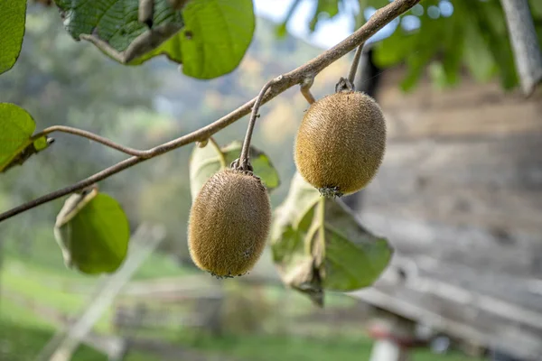 Kiwi Picking Season Kiwi Kiwi Tree Plantation Huge Clusters Fruits — Stock Photo, Image