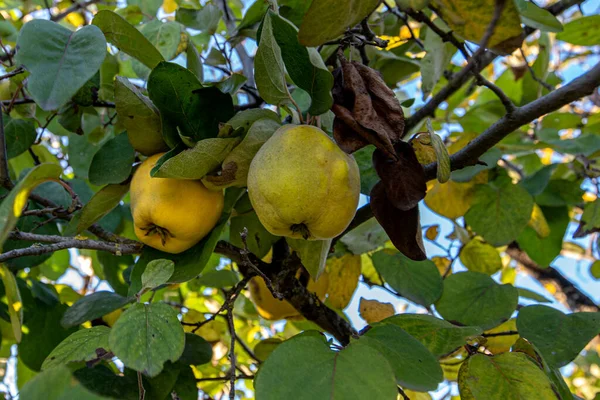 Ripe yellow quince fruits grow on quince tree with green foliage in autumn garden