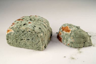 Küflü bir ekmek israfı resmi. Çürümüş ve yenilemez. Bayat ekmeğin üzerindeki yeşil küf. Küflü ekmek yüzeyi. Çürük ekmeğin üzerindeki küflü mantar..