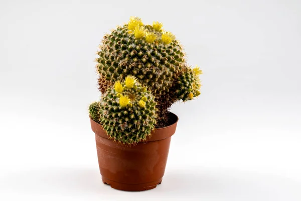 Close Beautiful Yellow Parodia Leninghausii Flower White Background Beautiful Cactus — Stock Photo, Image