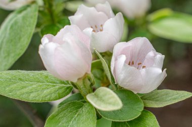 Ayva çiçeği. Cydonia oblonga çiçekleri. Bahar meyvesi açan meyve ağacı. Ayva çiçekleri. Cydonia güzel çiçek.