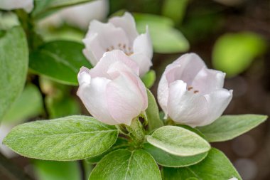 Ayva çiçeği. Cydonia oblonga çiçekleri. Bahar meyvesi açan meyve ağacı. Ayva çiçekleri. Cydonia güzel çiçek.