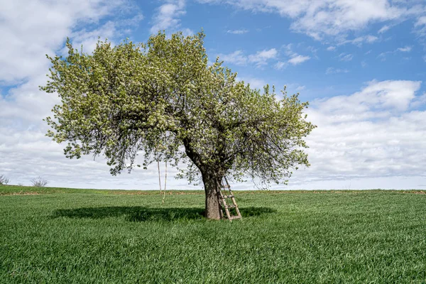 Single tree in wheat field, countryside, Turkey,Spring Consept single tree with blue sky