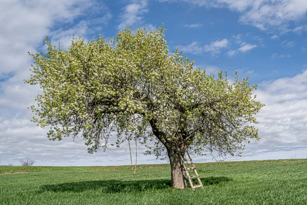 Single tree in wheat field, countryside, Turkey,Spring Consept single tree with blue sky