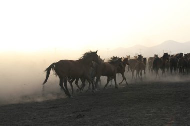 Bedava atlar, gün batımında doğaya bırakılmış. Kayseri, Türkiye