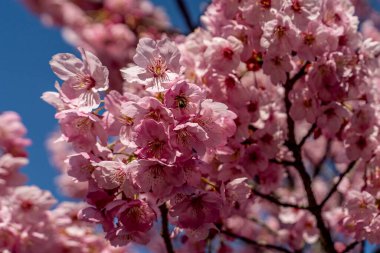 İlkbaharda Nezahat Gokyigit Botanik Parkı 'nda kiraz çiçekleri açar. 