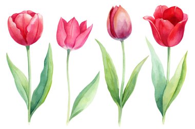 Beyaz arkaplanda yeşil yapraklı üç kırmızı lale resmi ayarla.