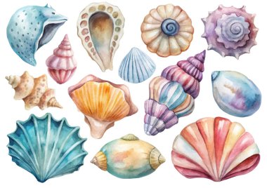 Collection of watercolor sea shells on a white background. clipart