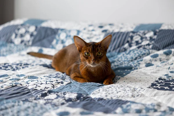 Kırmızı-kahverengi kedi Habeş yatağında yatıyor, kameraya bakarak zıplamaya hazırlanıyor..
