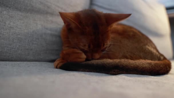 Abyssinian Katt Skapa Katten Tvättar Sig Innan Den Går Och — Stockvideo