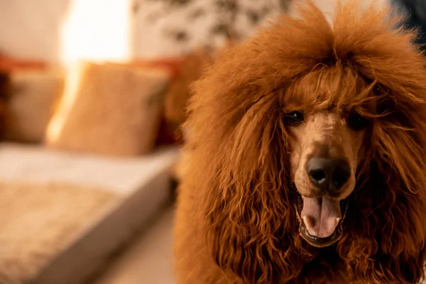 Royal Fino soyundan bir köpeğe yakın çekim. Yüksek kalite fotoğraf