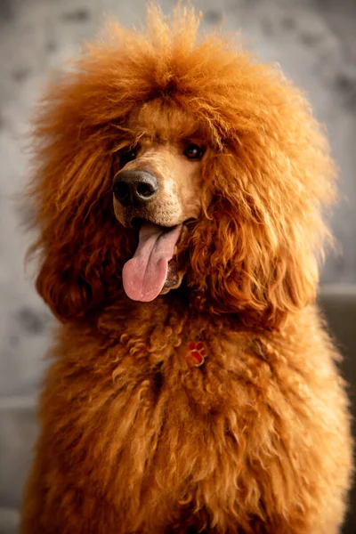 Primo Piano Cane Razza Royal Poodle Foto Alta Qualità — Foto Stock