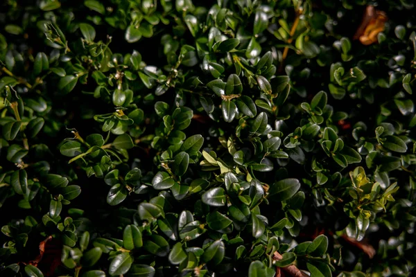 Hecke Aus Nächster Nähe Schöner Hintergrund Kleine Grüne Blätter Hochwertiges — Stockfoto