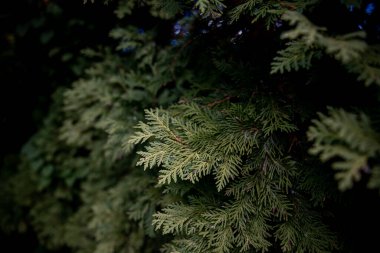 Ladin ağacı. Sonbahar bahçesindeki Noel ağacının pençeleri. Yakın çekim, farklı odaklanma. Yüksek kalite fotoğraf