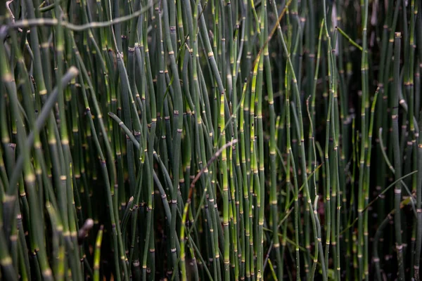 Genç bambu çalıları. Bambu filizleri ormanı. Yüksek kalite fotoğraf