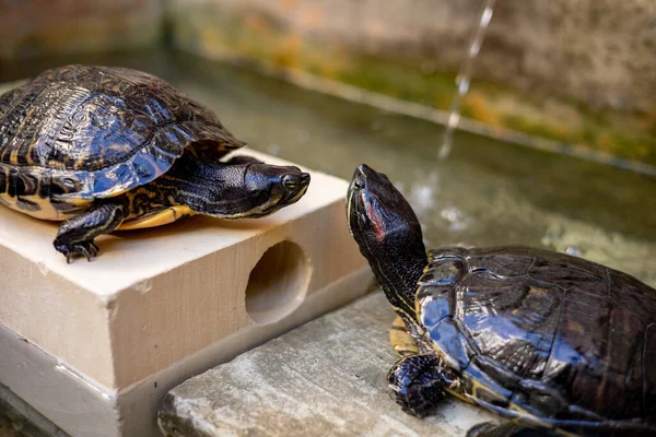 American freshwater turtle. A family of turtles in a zoo on the island of Malta. High quality photo